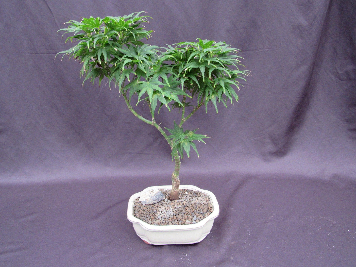 Mikawa Yatsubusa Japanese Maple Bonsai Tree