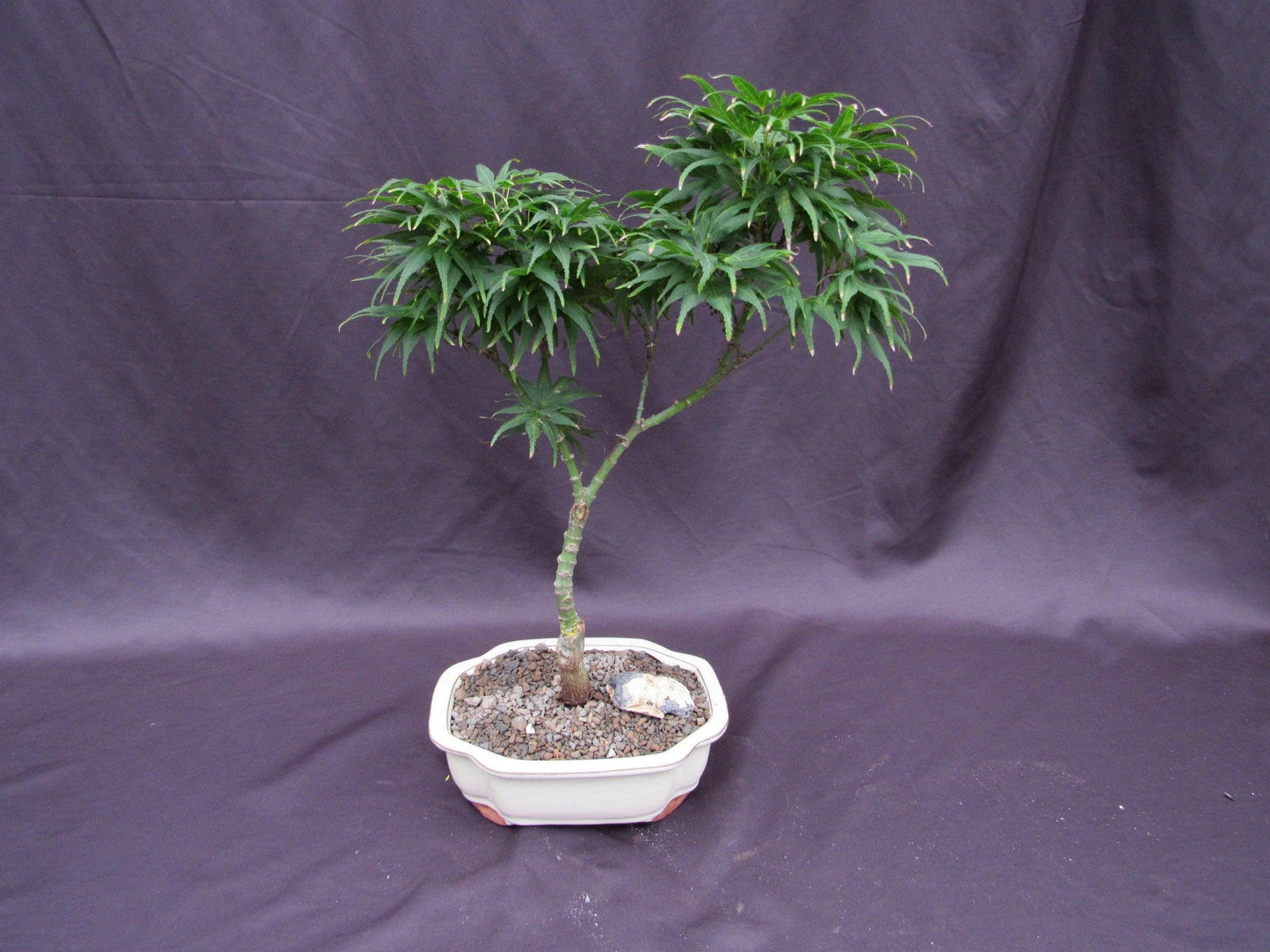 Mikawa Yatsubusa Japanese Maple Bonsai Tree