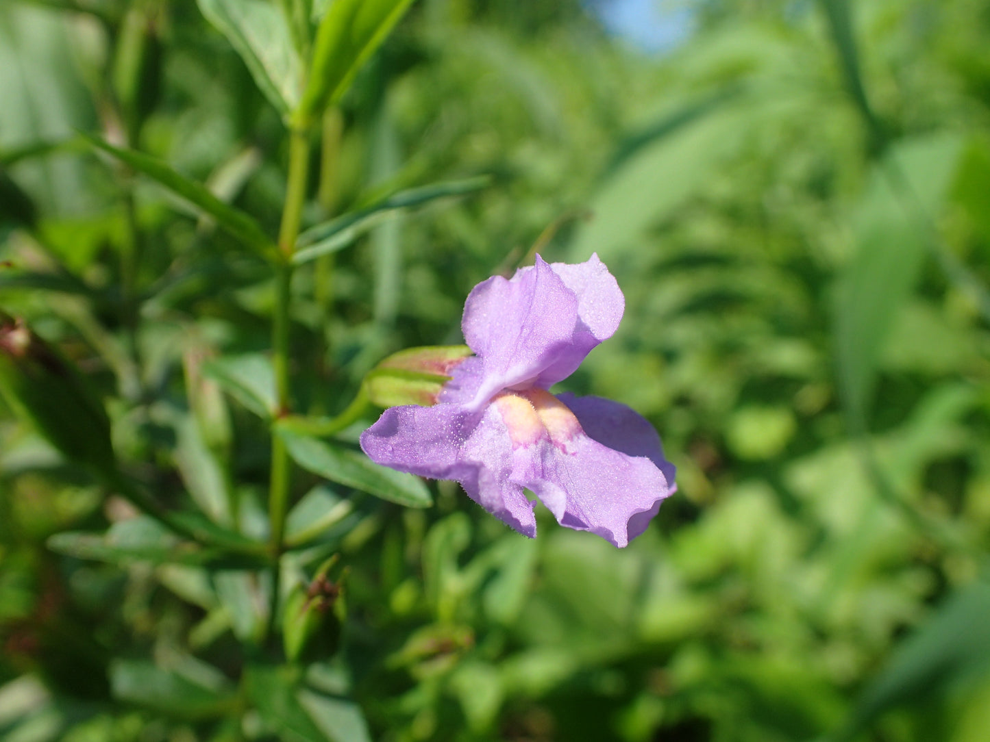 Allegheny Monkeyflower