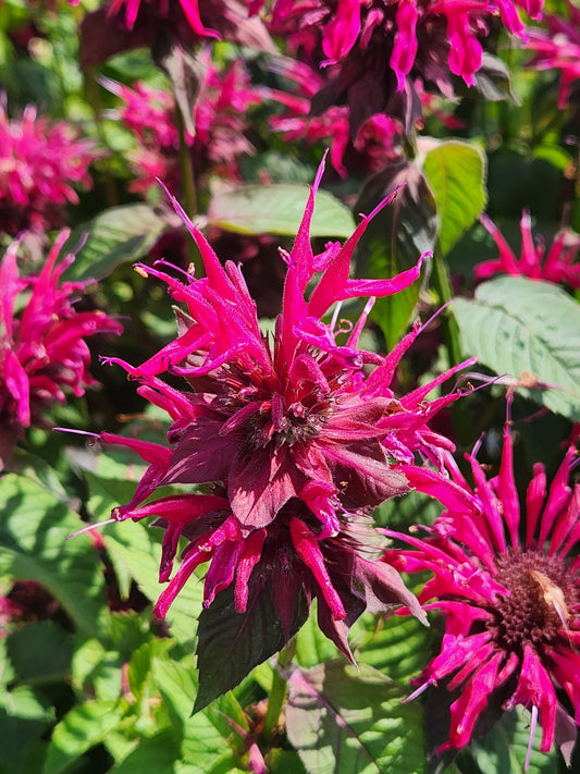 Blue Stocking Bee Balm