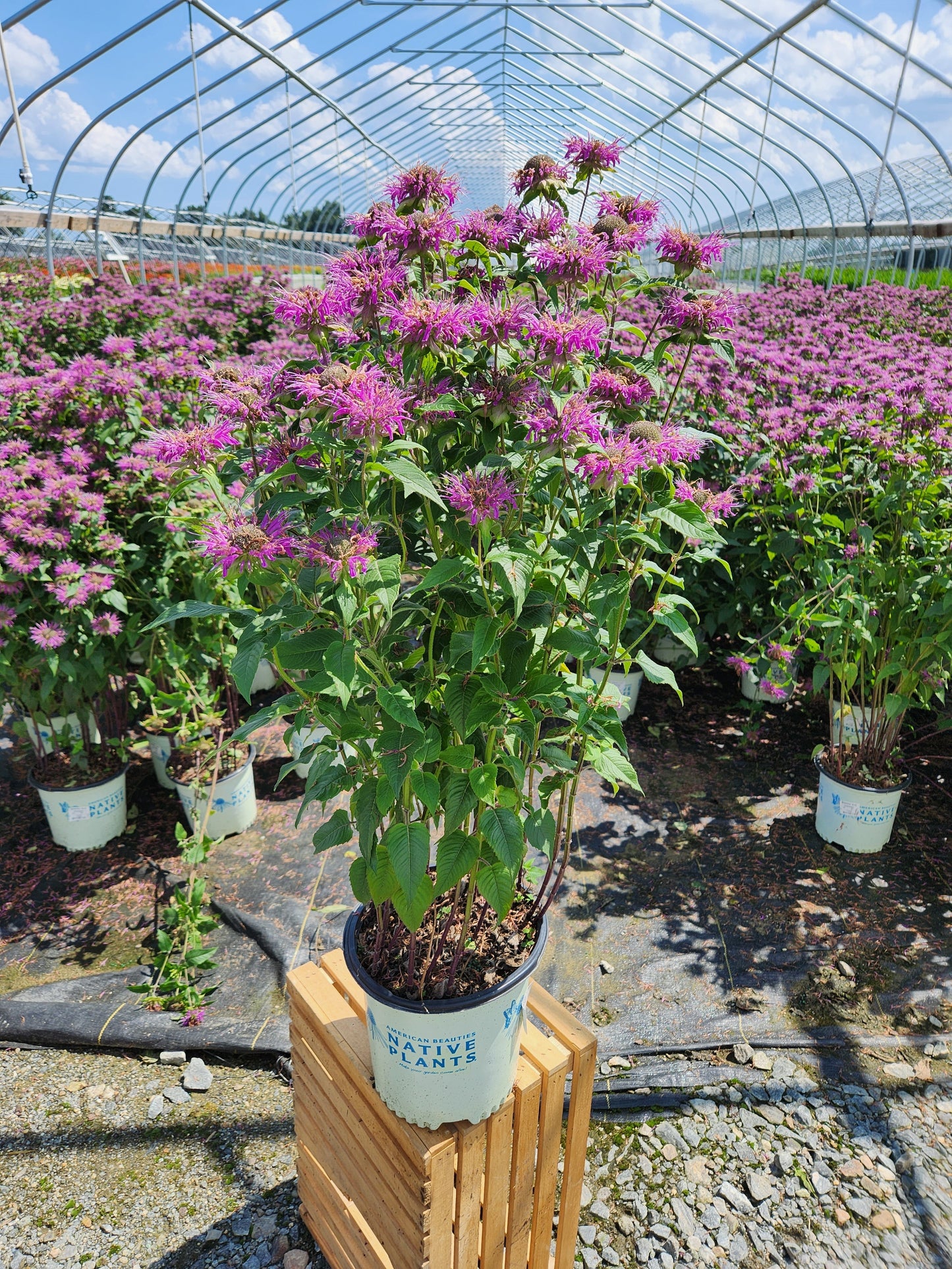 Blue Stocking Bee Balm