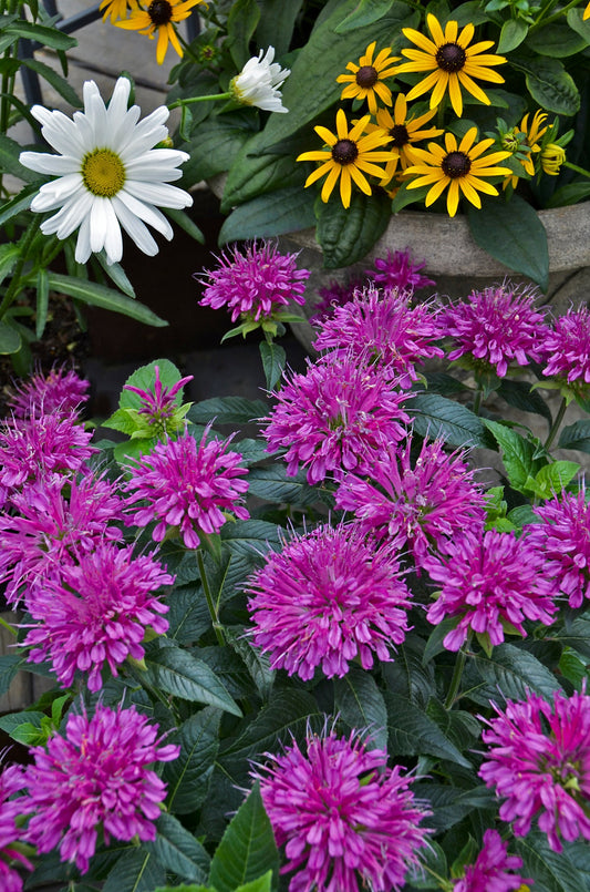 Pardon My Purple Bee Balm