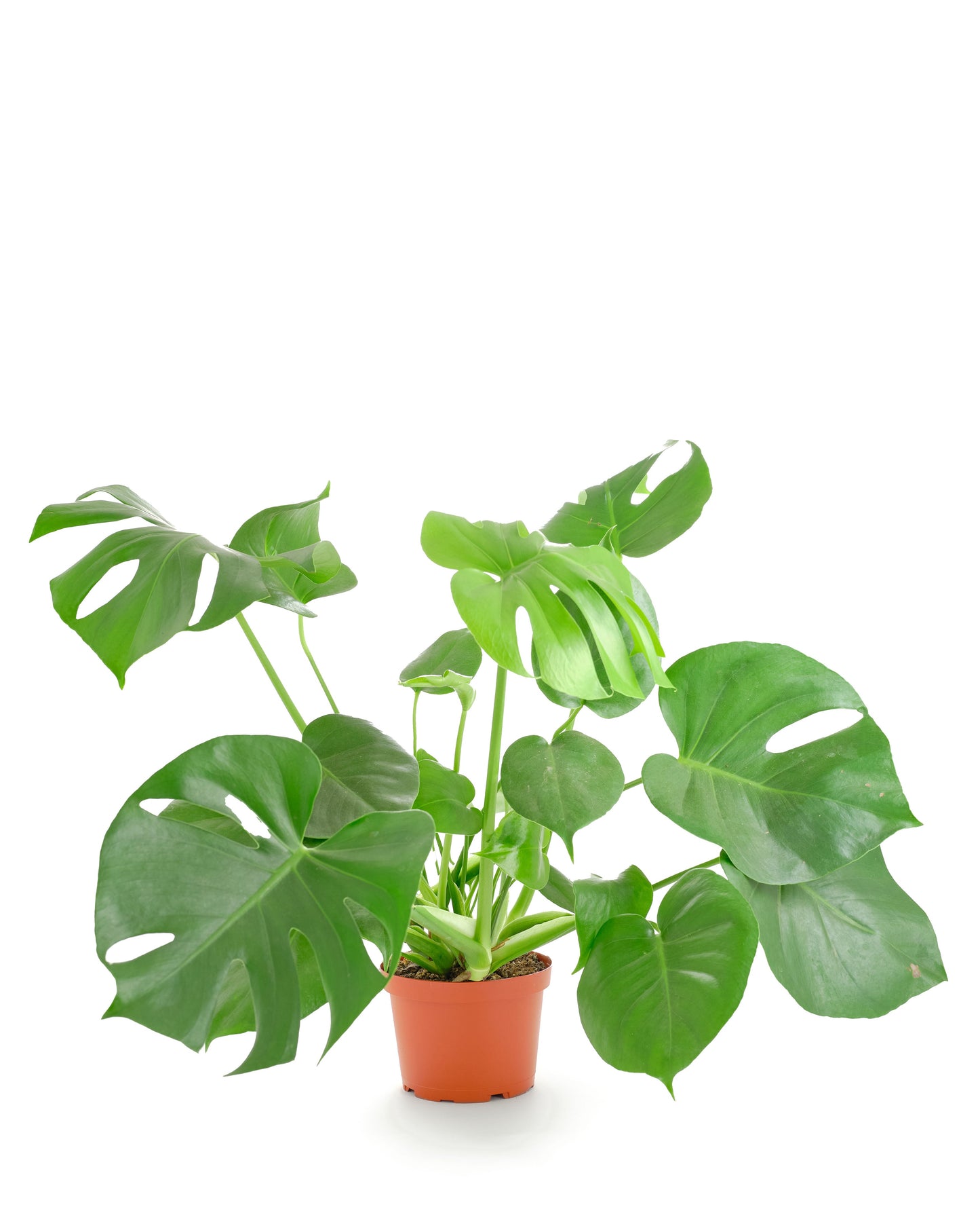 Monstera Deliciosa 'Split Leaf'