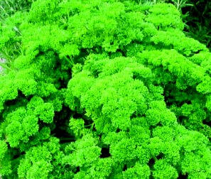 Parsley Seeds, Moss Curled