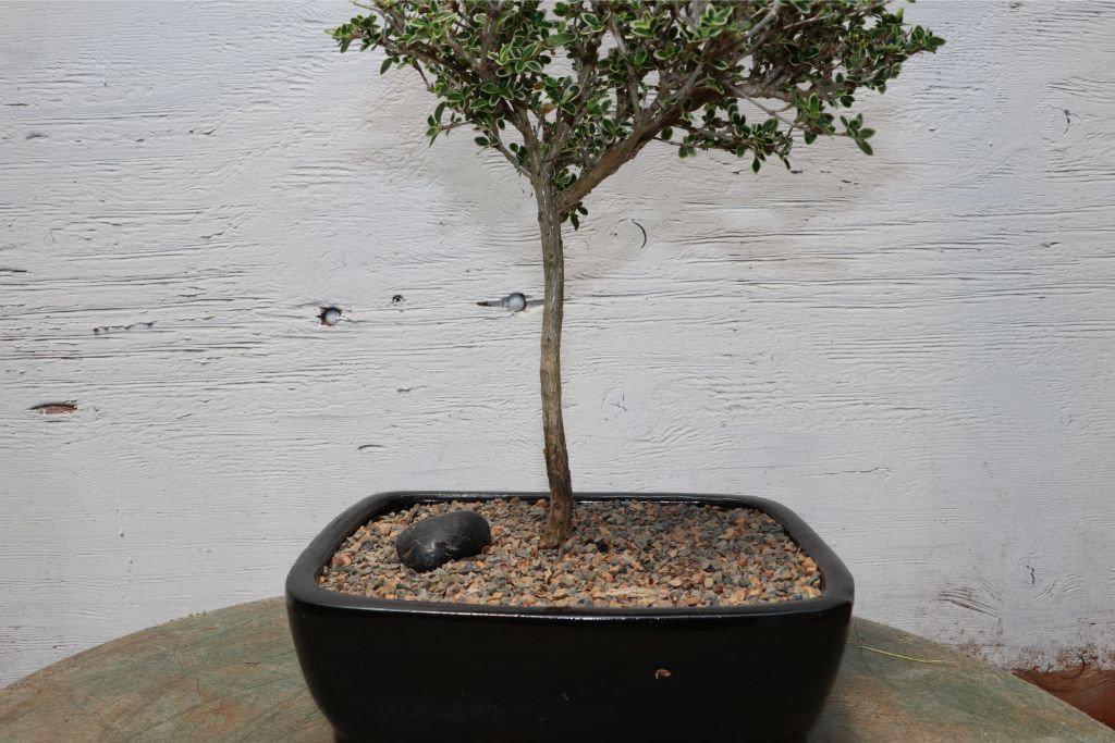 Mt. Fuji Serissa Bonsai Tree