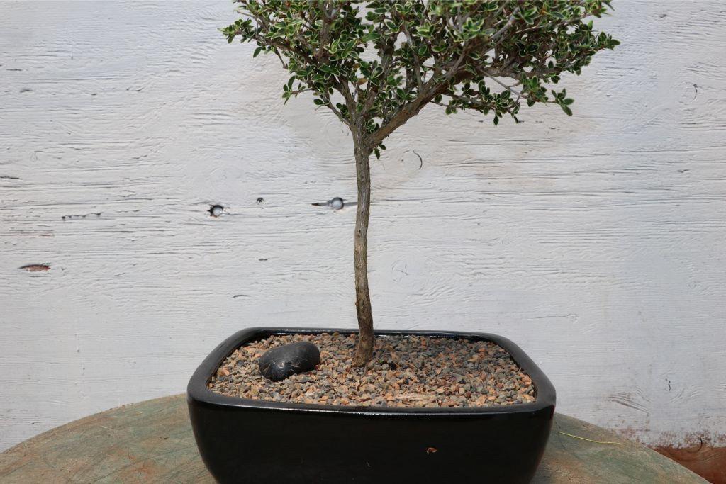 Mt. Fuji Serissa Bonsai Tree