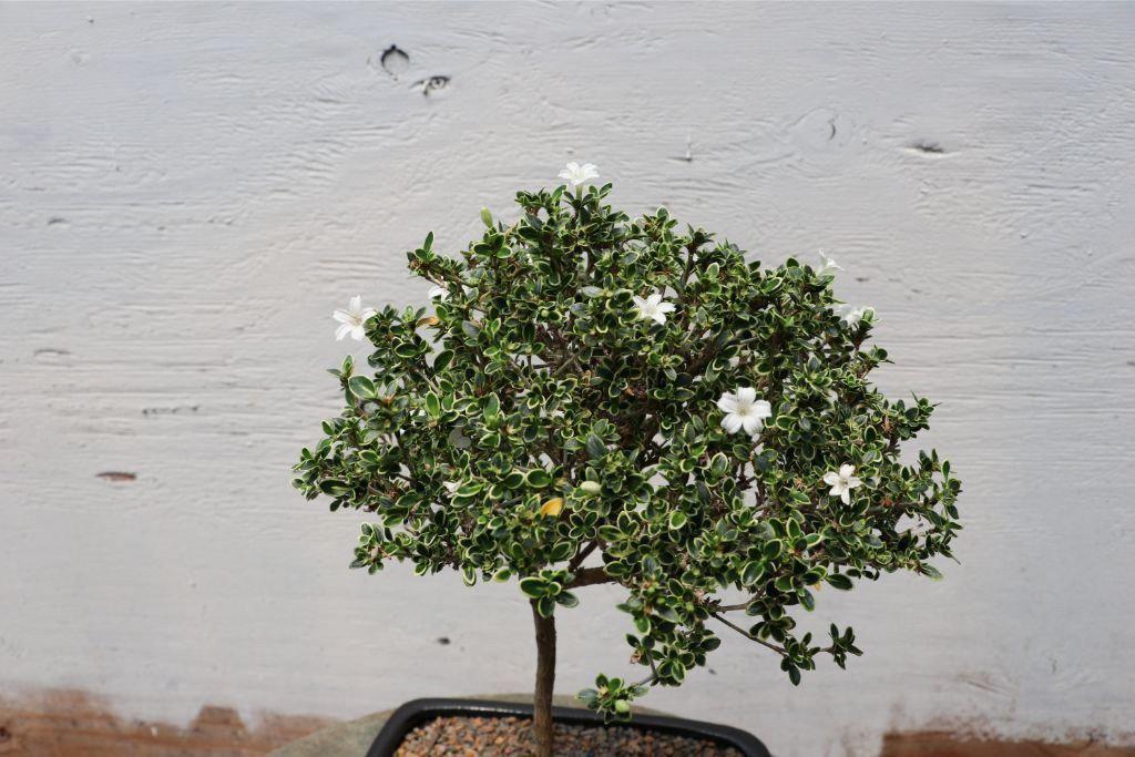 Mt. Fuji Serissa Bonsai Tree