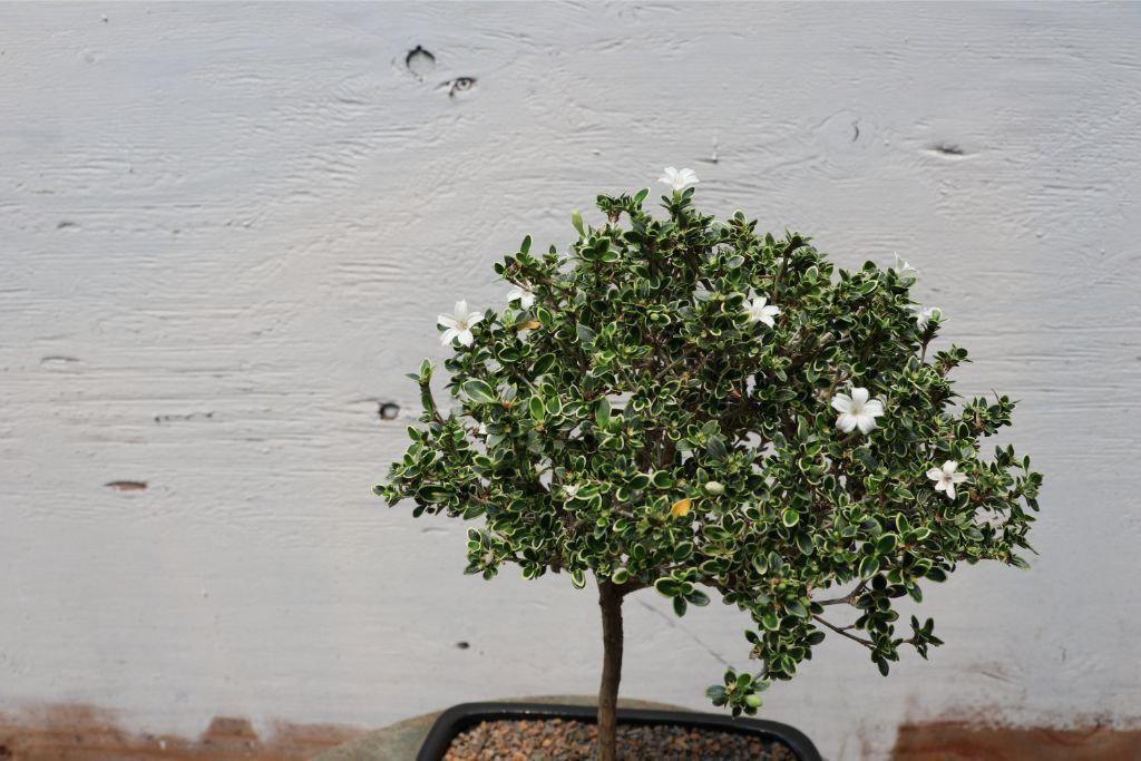 Mt. Fuji Serissa Bonsai Tree