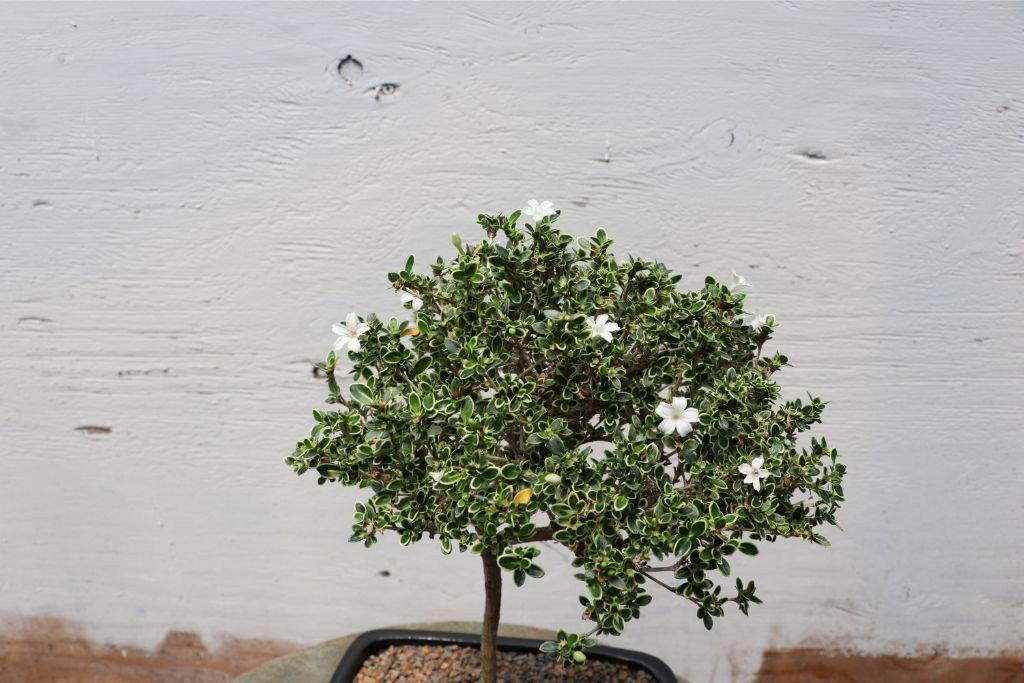 Mt. Fuji Serissa Bonsai Tree