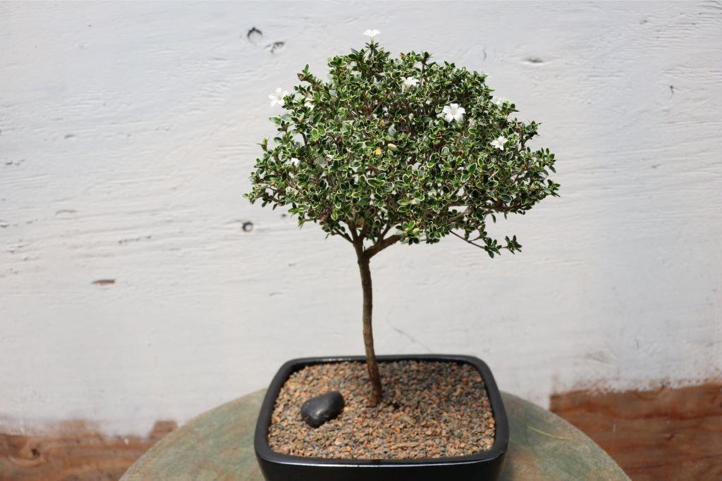 Mt. Fuji Serissa Bonsai Tree