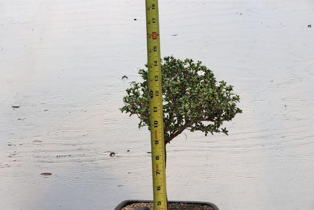 Mt. Fuji Serissa Bonsai Tree