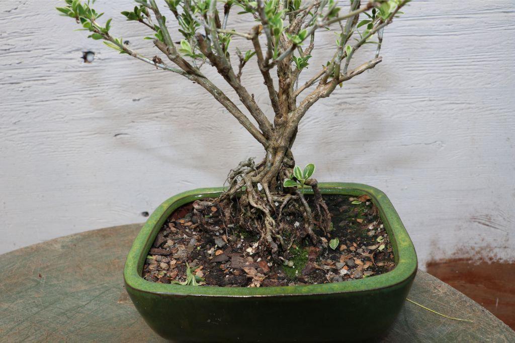 Mt. Fuji Serissa Exposed Root Golf Ball Bonsai Tree