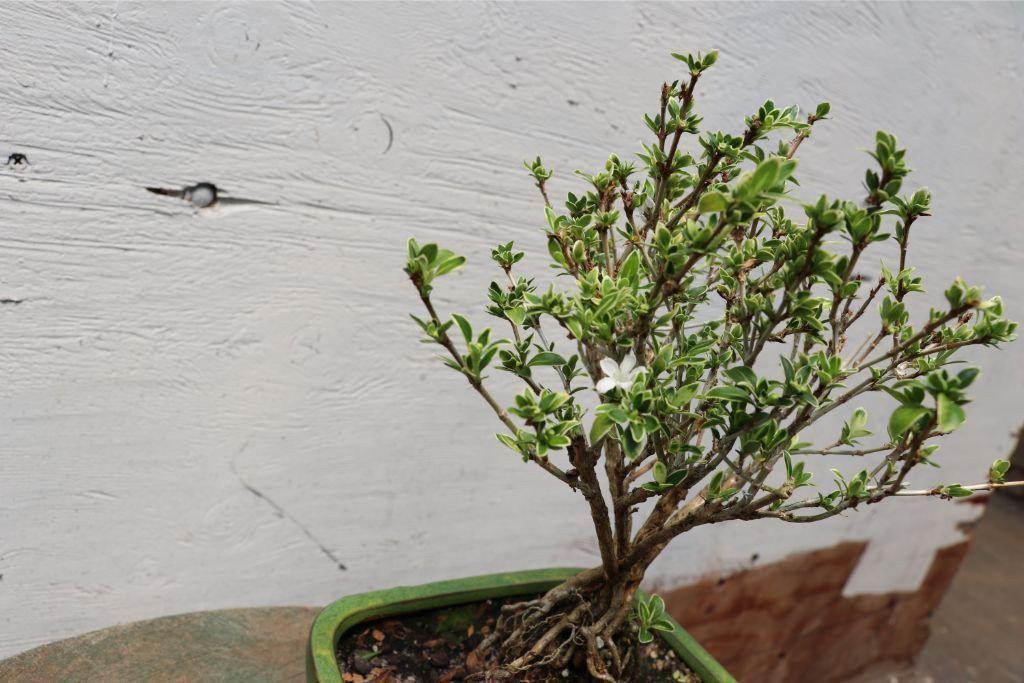 Mt. Fuji Serissa Exposed Root Golf Ball Bonsai Tree