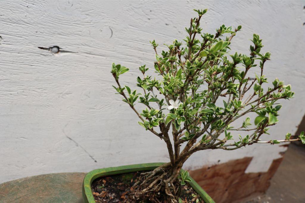 Mt. Fuji Serissa Exposed Root Golf Ball Bonsai Tree