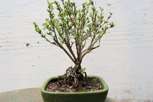 Mt. Fuji Serissa Exposed Root Golf Ball Bonsai Tree