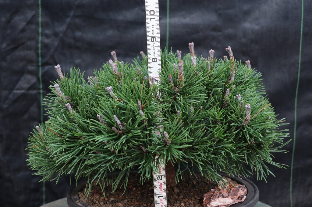 Mugo Pine Bonsai Tree