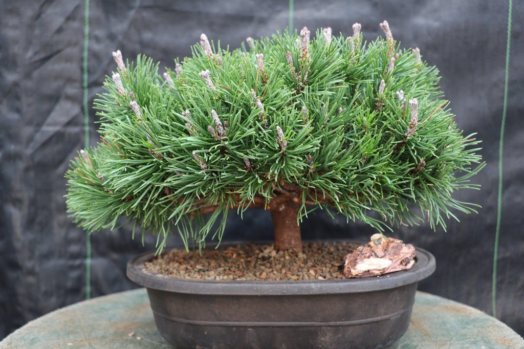 Mugo Pine Bonsai Tree