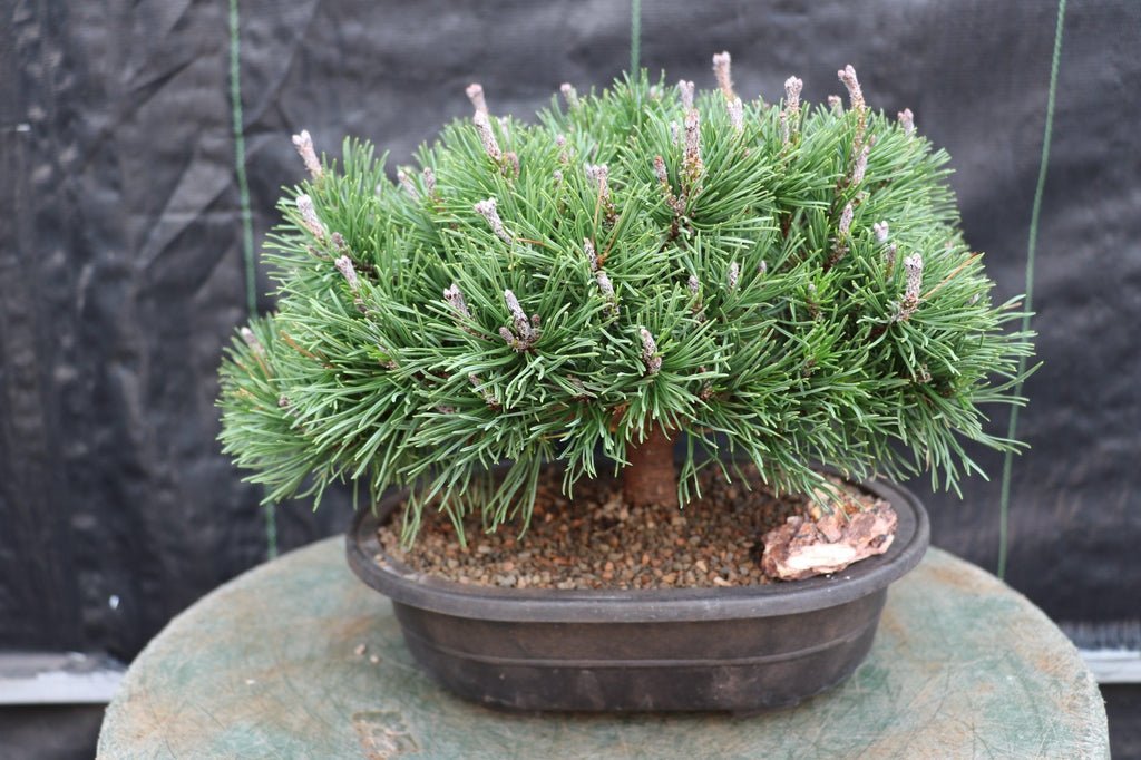 Mugo Pine Bonsai Tree