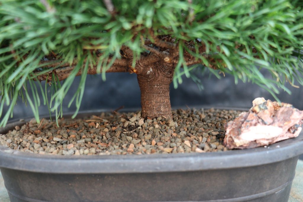 Mugo Pine Bonsai Tree