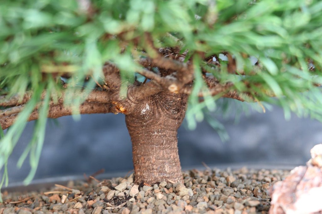 Mugo Pine Bonsai Tree