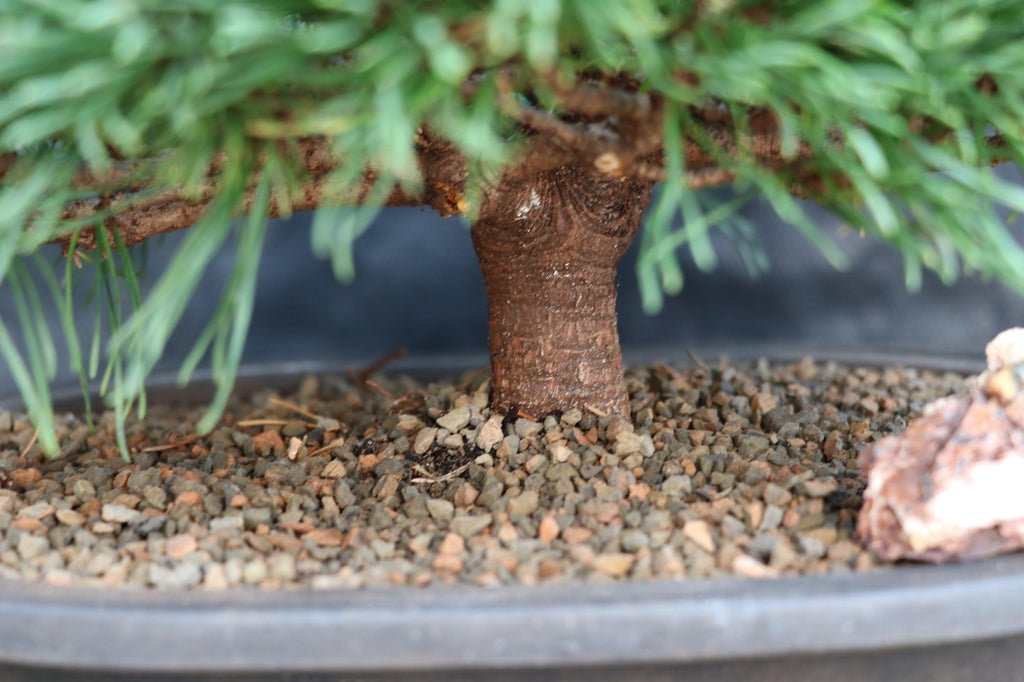 Mugo Pine Bonsai Tree