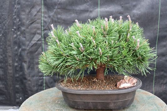 Mugo Pine Bonsai Tree