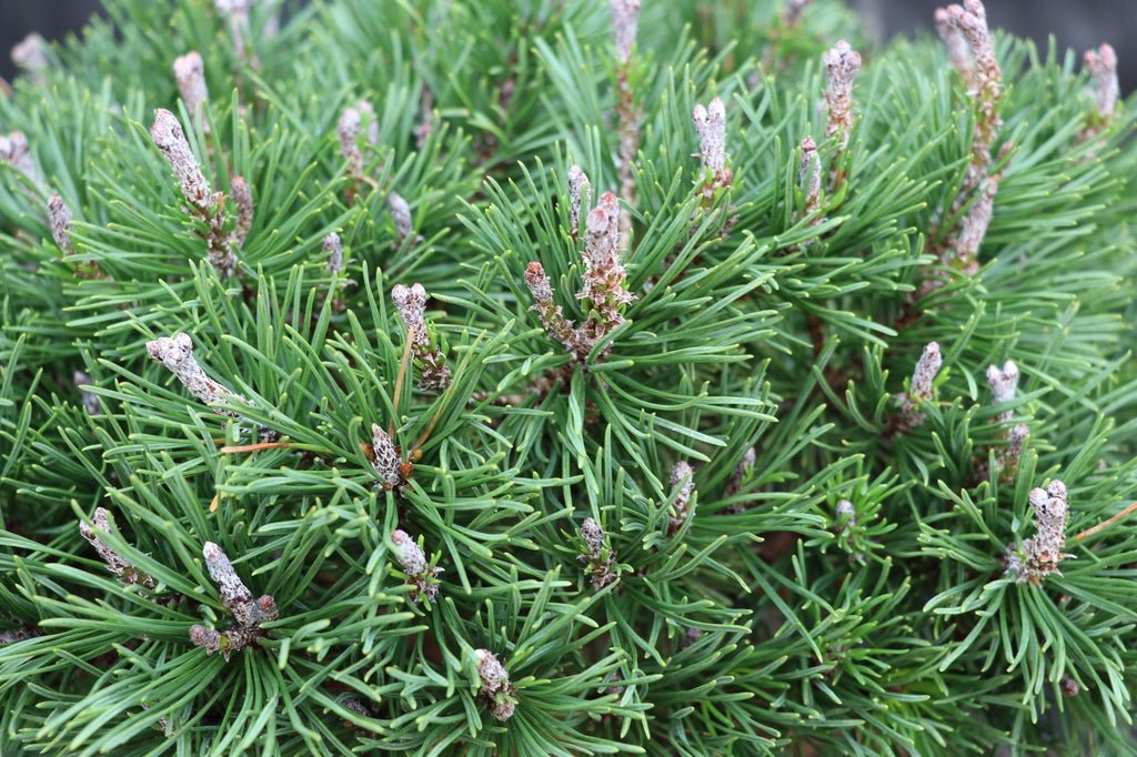 Mugo Pine Bonsai Tree