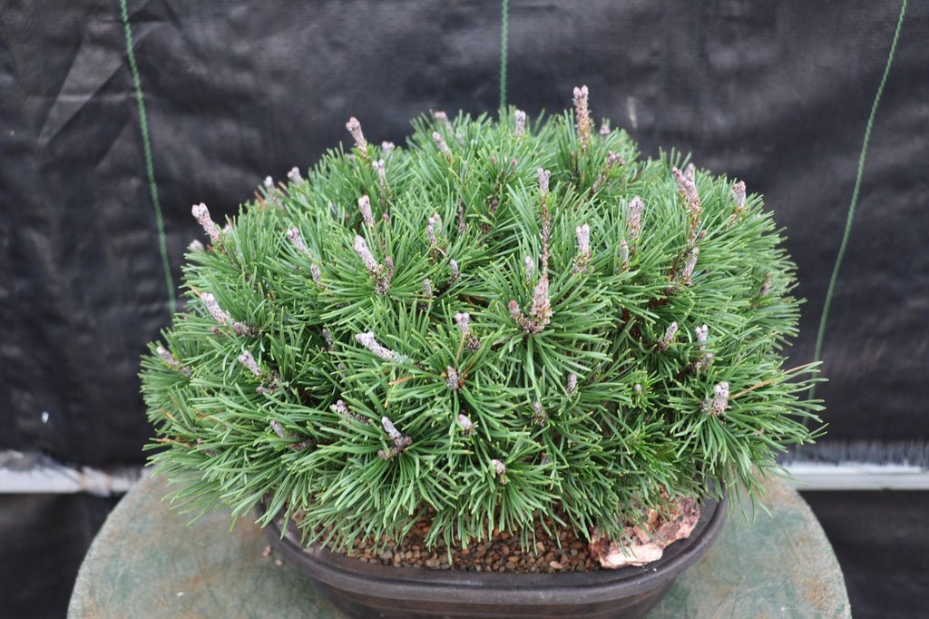 Mugo Pine Bonsai Tree