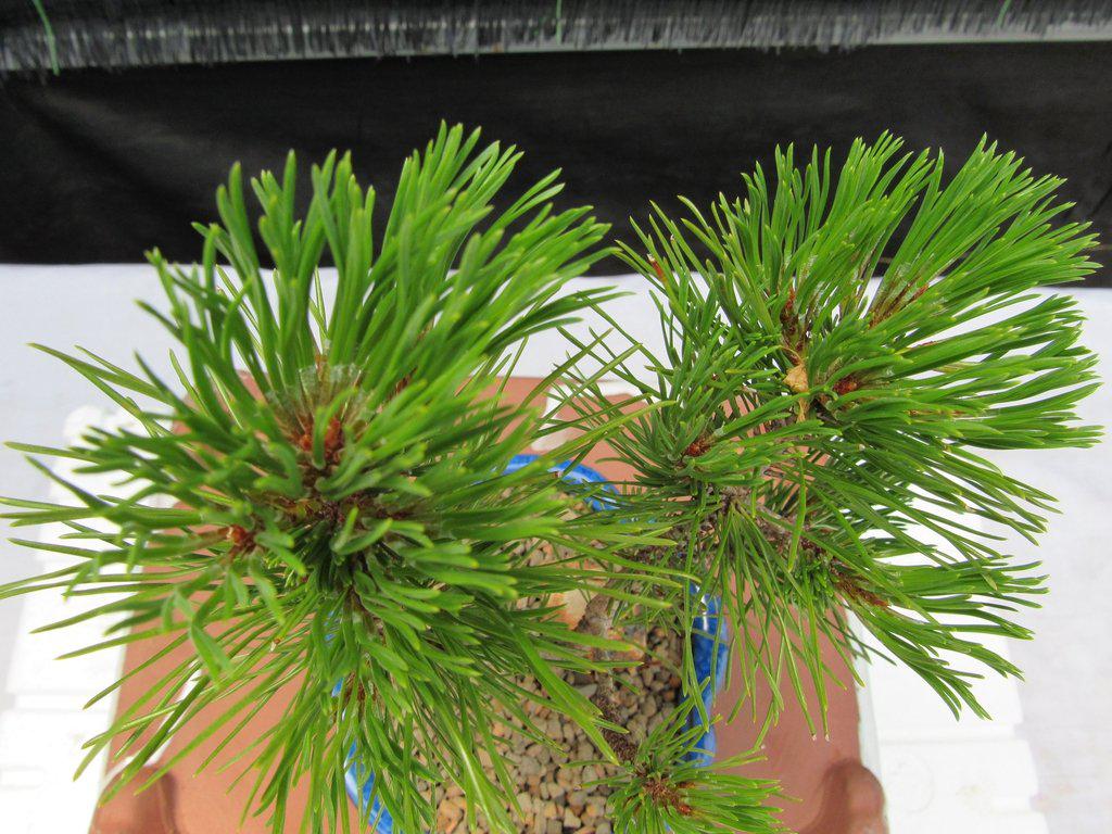 Mugo Pine Bonsai Tree - Small