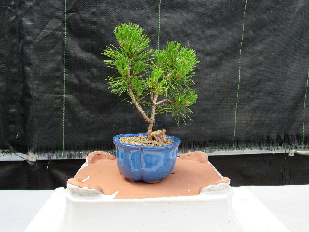 Mugo Pine Bonsai Tree - Small