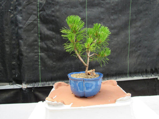 Mugo Pine Bonsai Tree - Small