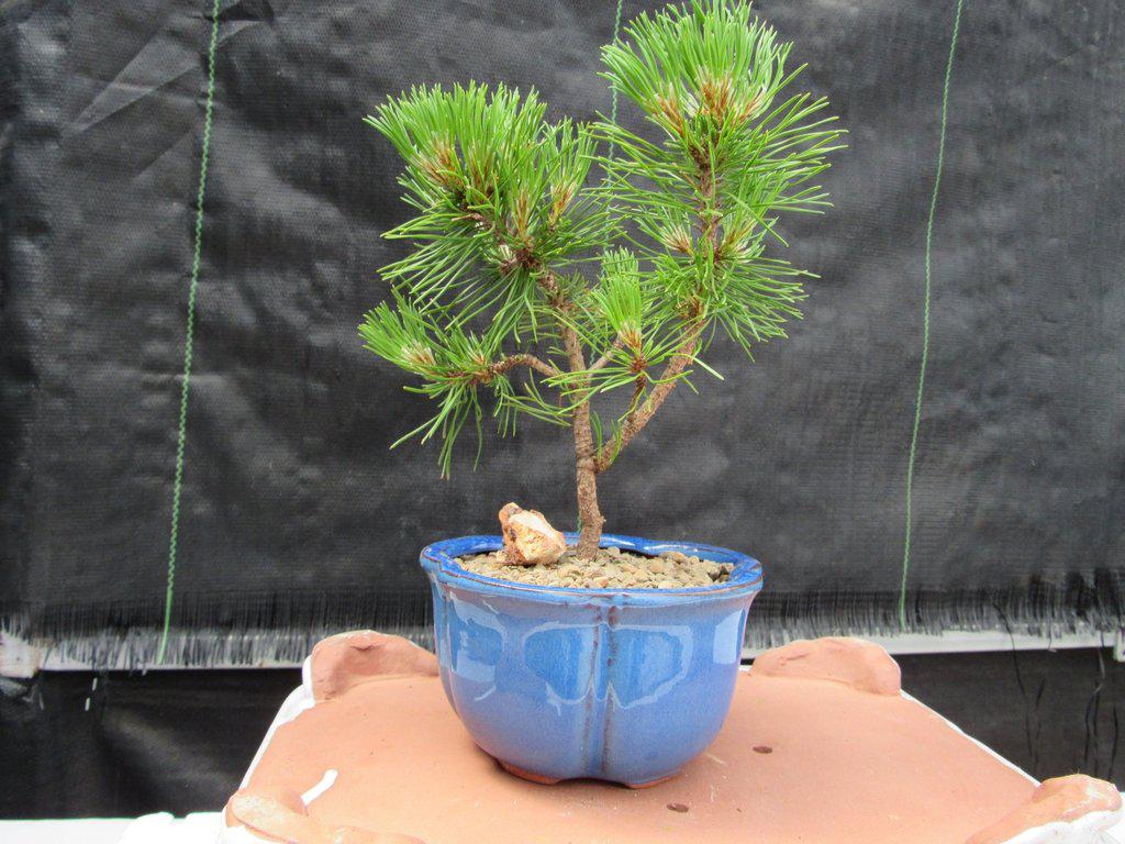 Mugo Pine Bonsai Tree - Small