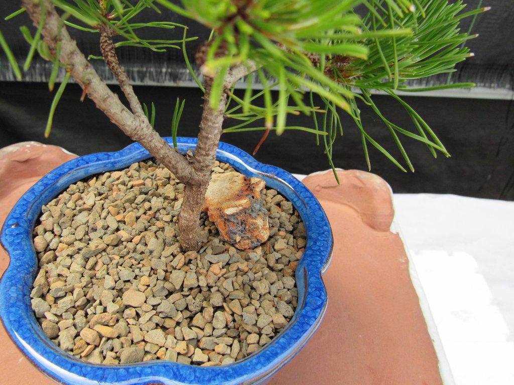 Mugo Pine Bonsai Tree - Small