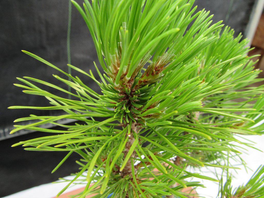 Mugo Pine Bonsai Tree - Small