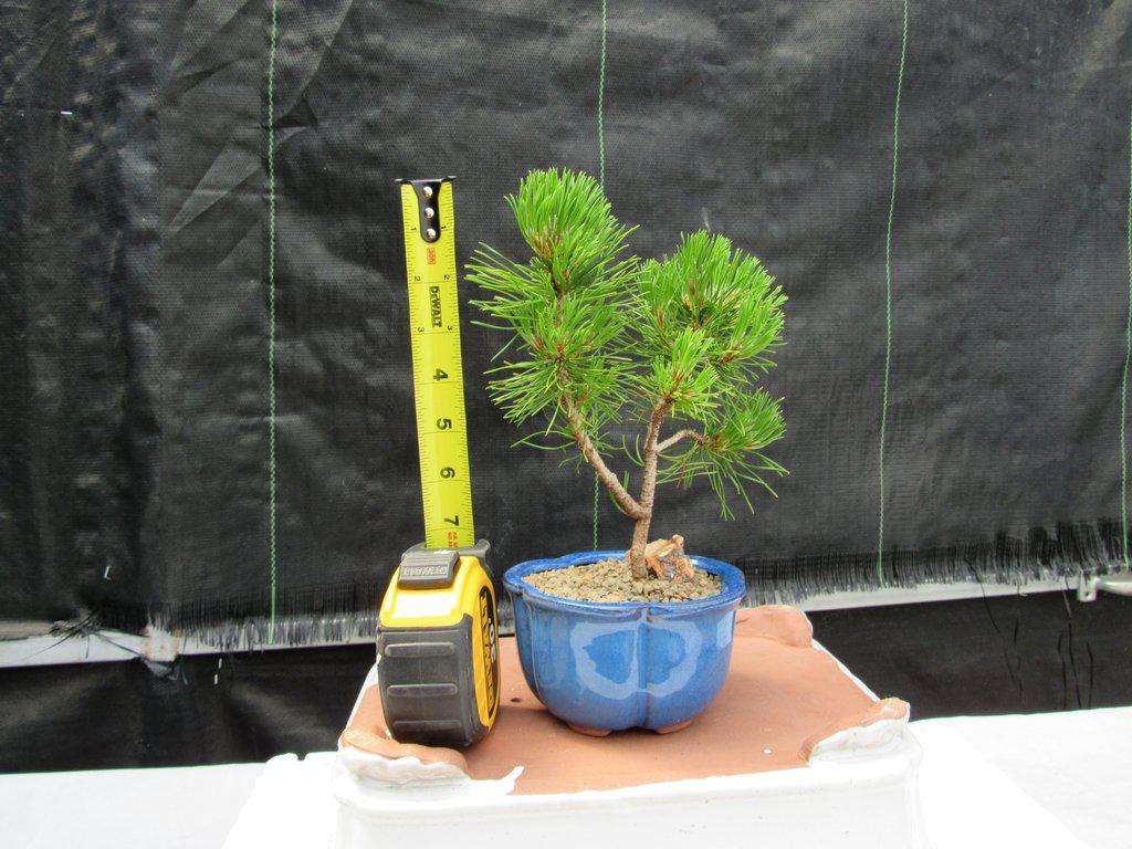 Mugo Pine Bonsai Tree - Small