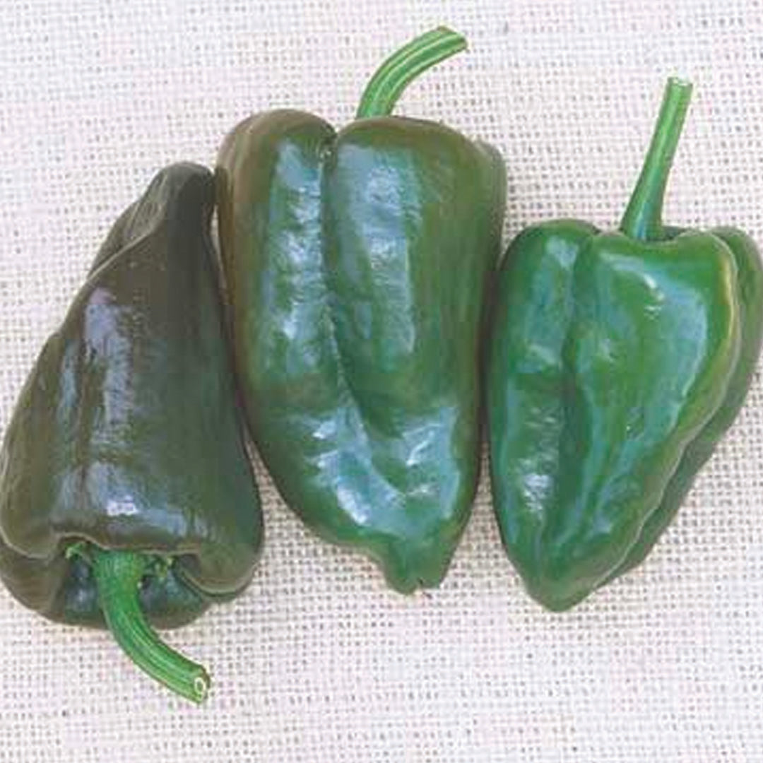 Mulato Island Chile Pepper Seeds