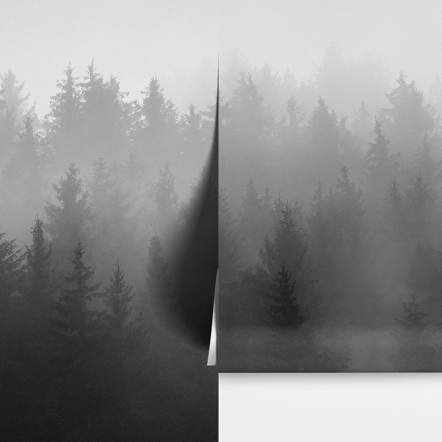 Black and White Misty Pine Forest Wallpaper. #6673