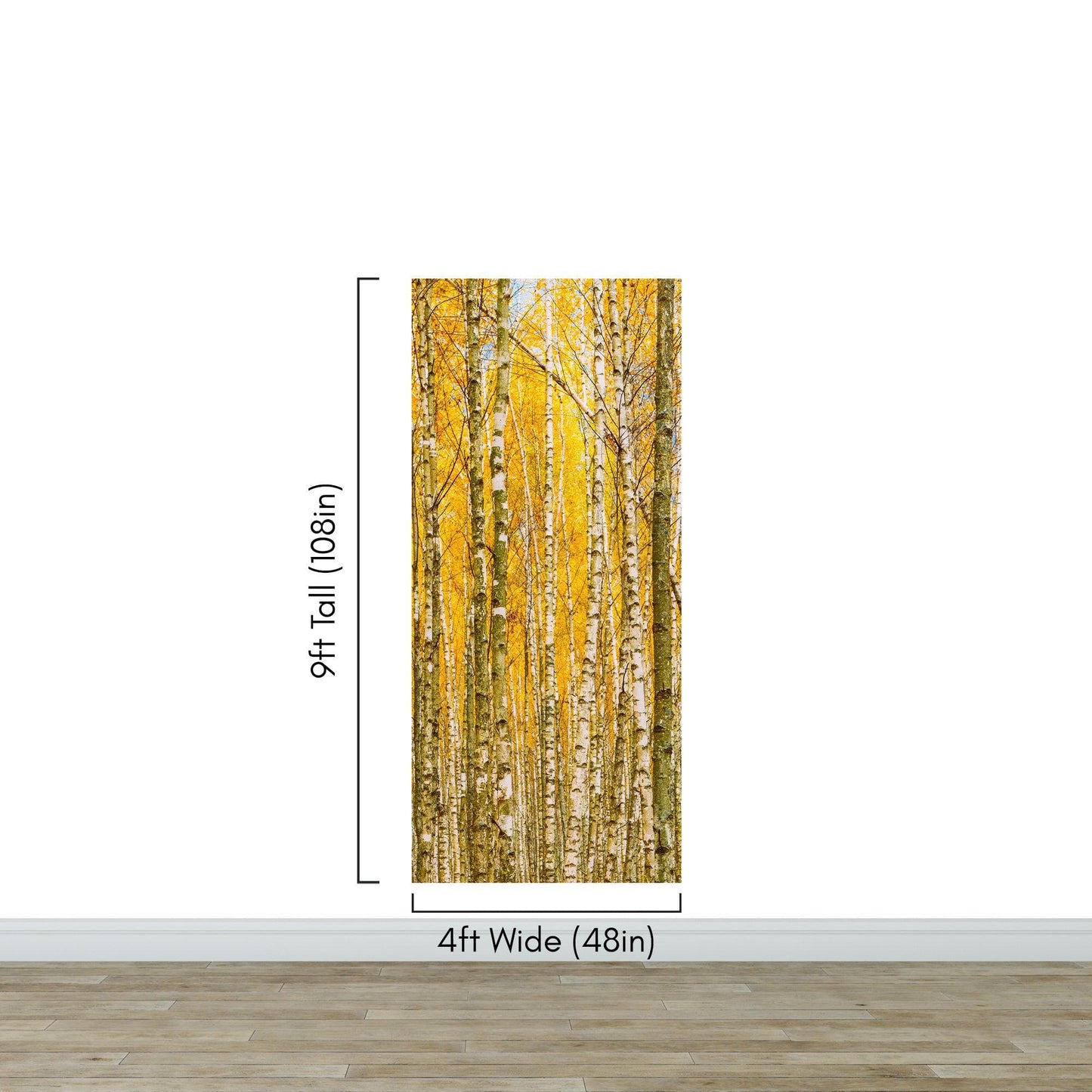 Autumn Scenic Birch Tree Forest Wall Mural | Peel and Stick Wallpaper. #6202