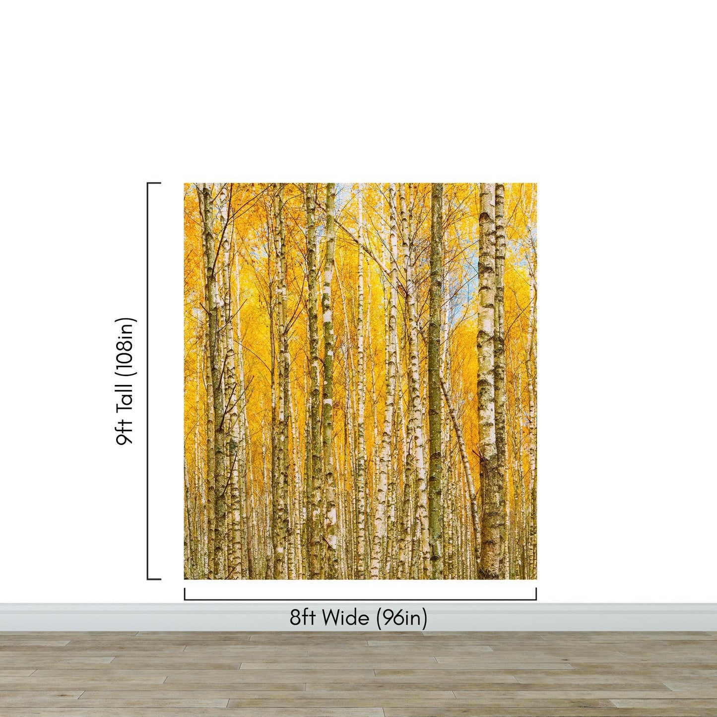 Autumn Scenic Birch Tree Forest Wall Mural | Peel and Stick Wallpaper. #6202