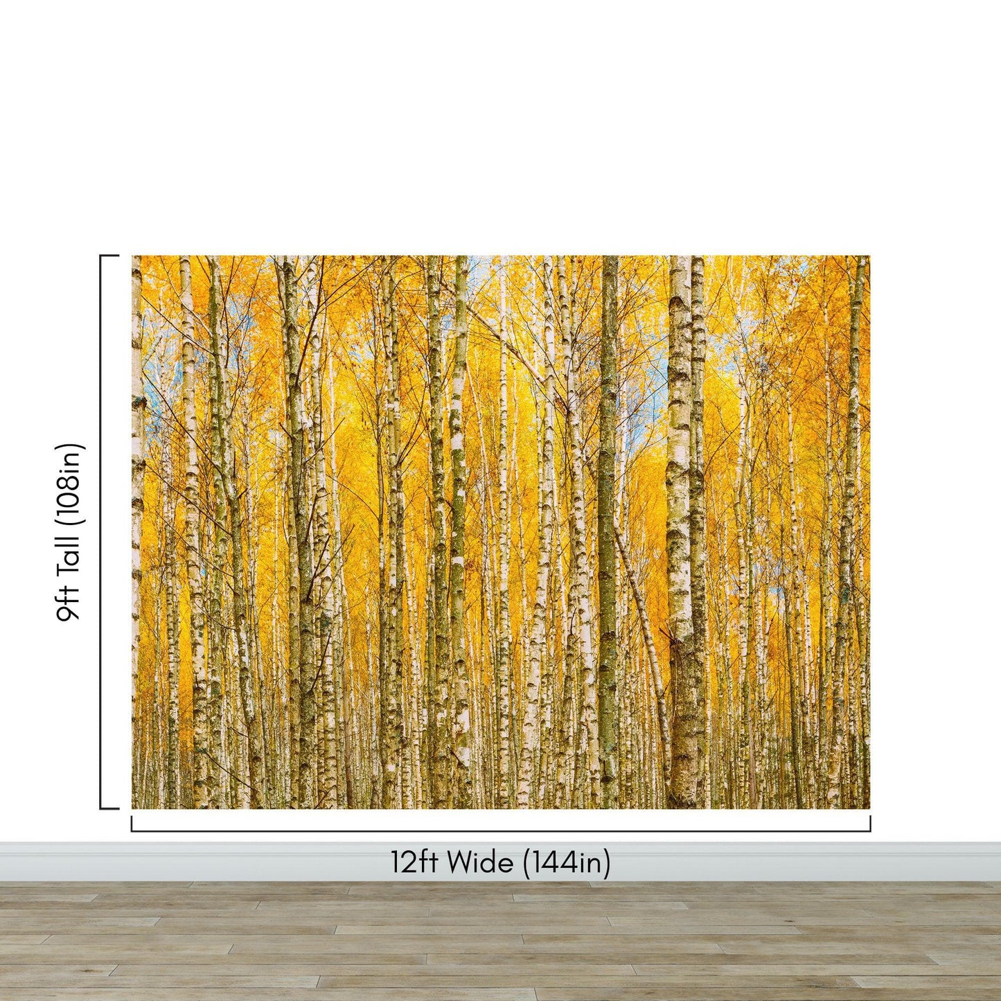 Autumn Scenic Birch Tree Forest Wall Mural | Peel and Stick Wallpaper. #6202