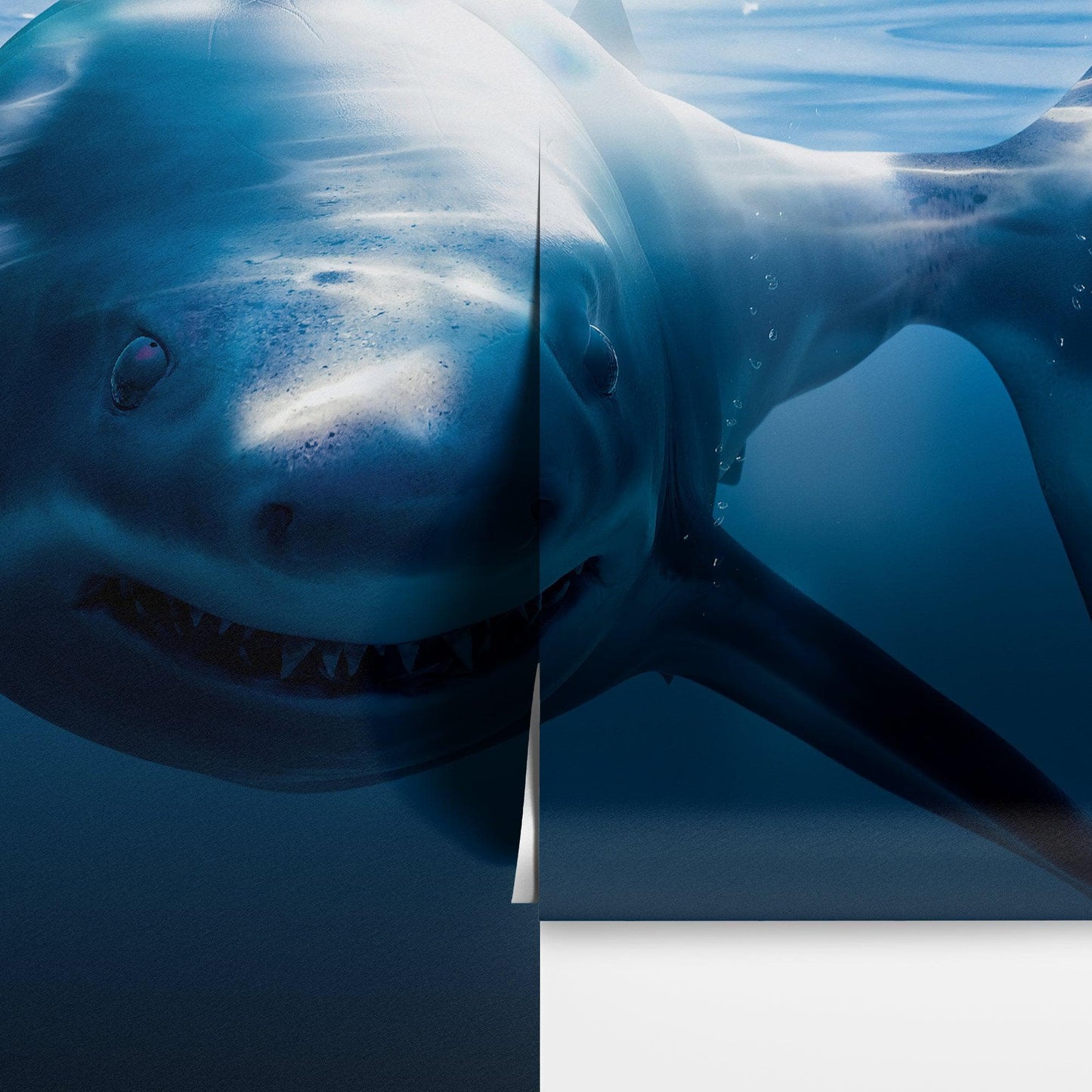 Great White Shark Wall Mural. Peel and Stick Wallpaper. #6700