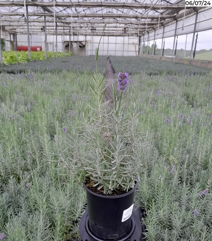 Munstead Strain Lavender