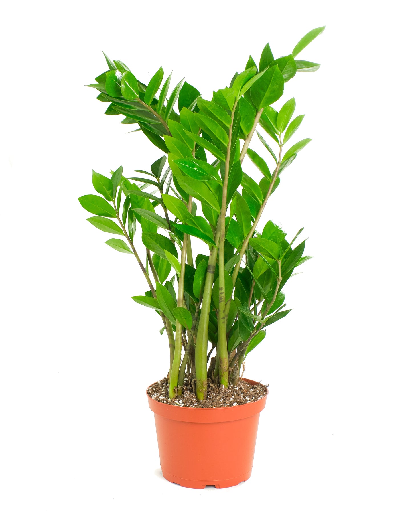 Zamioculcas Zamiifolia 'ZZ Plant'