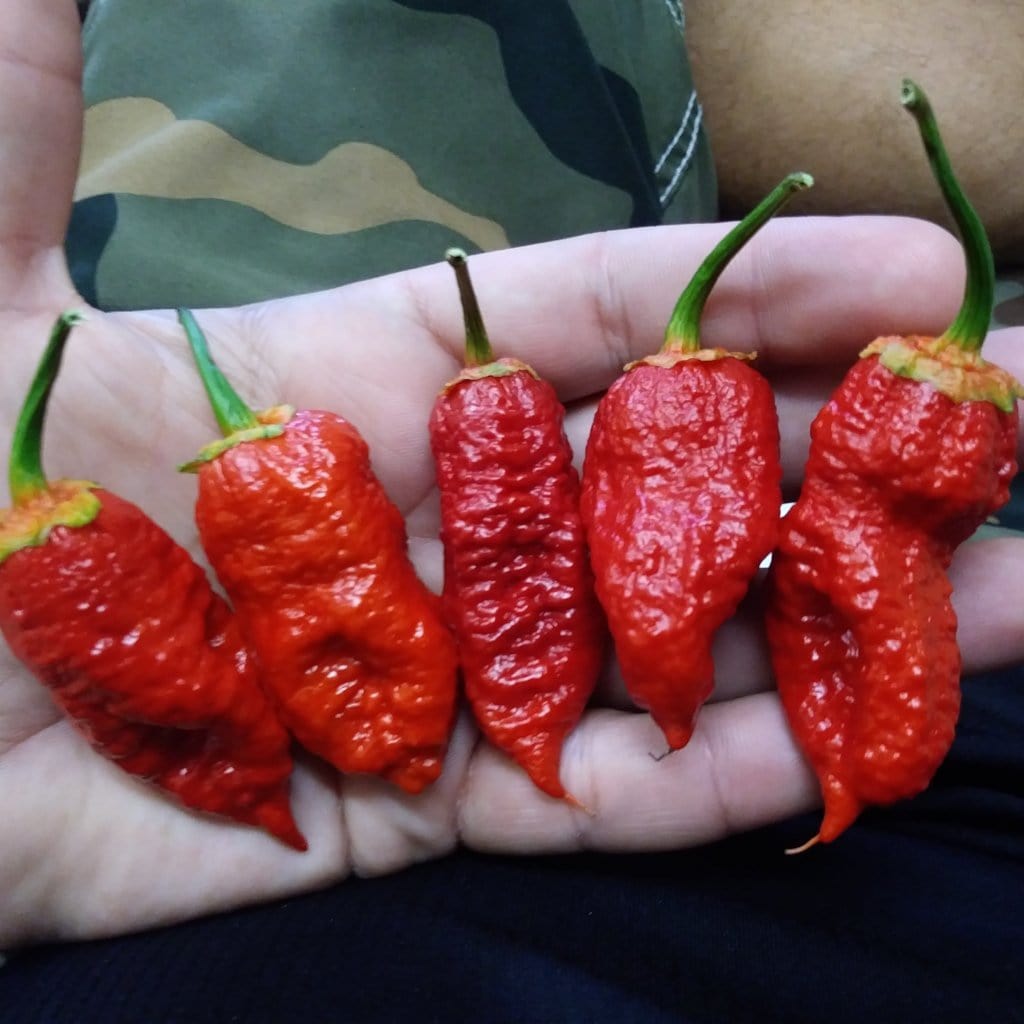 Naga Bubblegum 7 Pot Red Pepper Seeds