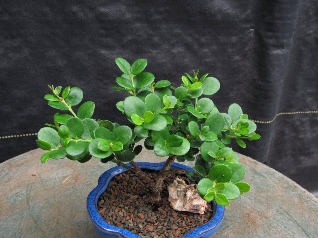 Natal Plum Bonsai Tree