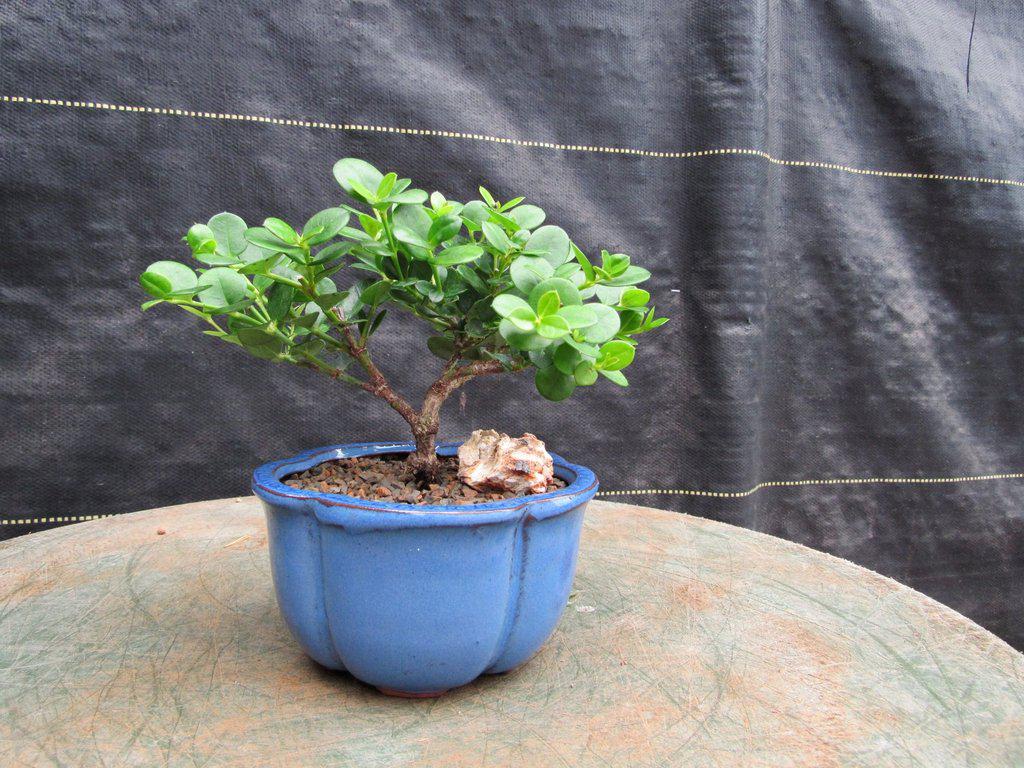 Natal Plum Bonsai Tree