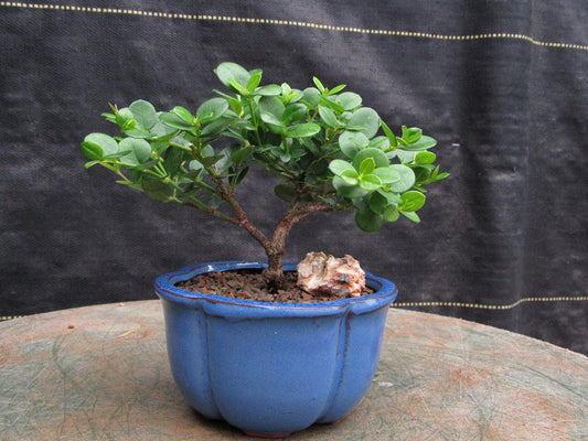 Natal Plum Bonsai Tree