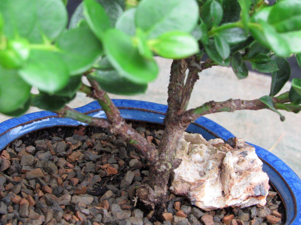 Natal Plum Bonsai Tree