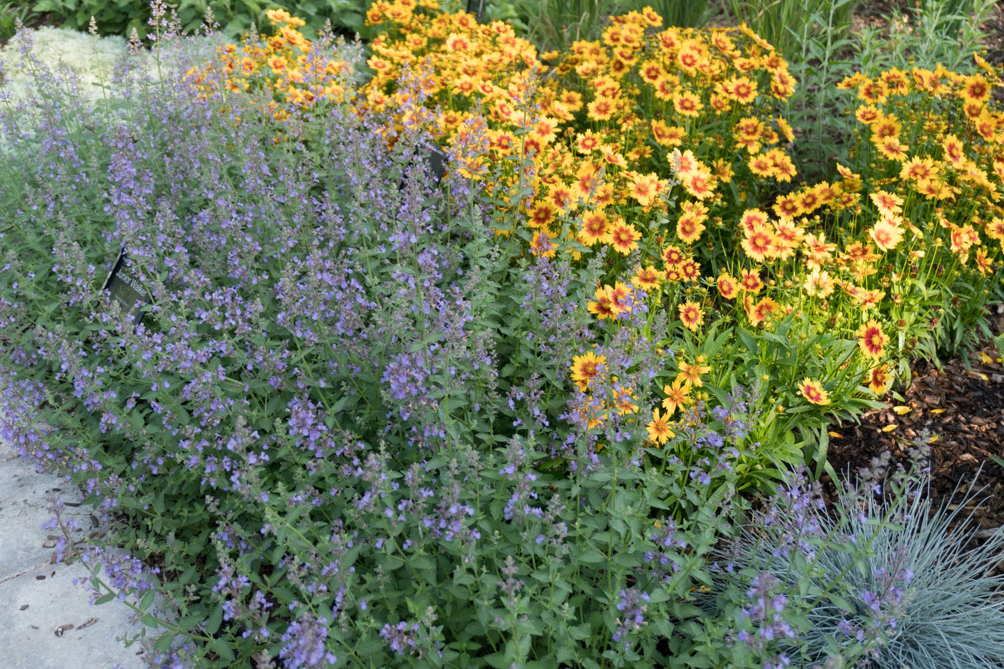 Junior Walker™ Catmint