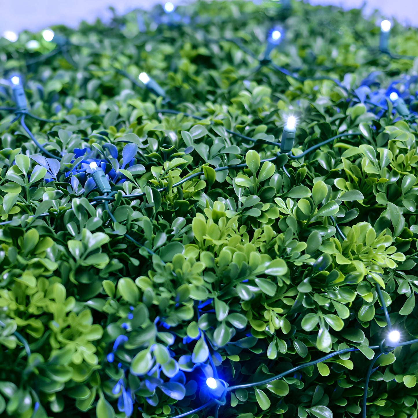 4' x 6' Blue and Cool White 5mm LED Christmas Net Lights